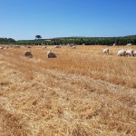 Torre Salsa, campo di grano - Foto p.g.c. Azienda Todaro 
